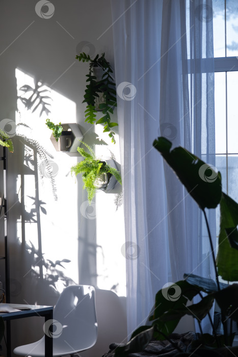 Скачать Полки на стене в виде пчелиных сот с комнатными растениями папоротник, эпифиллум в белом интерьере дома с тенями на стене от яркого света из окна фотосток Ozero