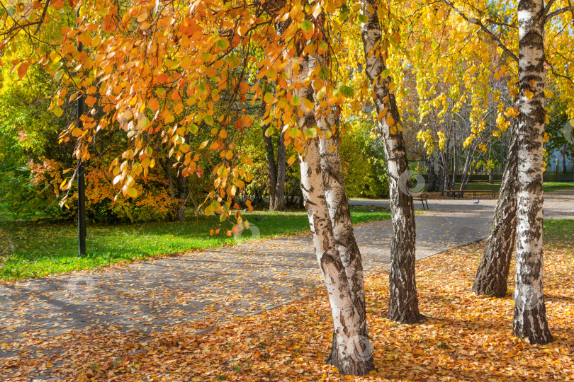 Скачать Осенью листья на березе в парке пожелтели. Прекрасная осень. Осенние прогулки на свежем воздухе фотосток Ozero