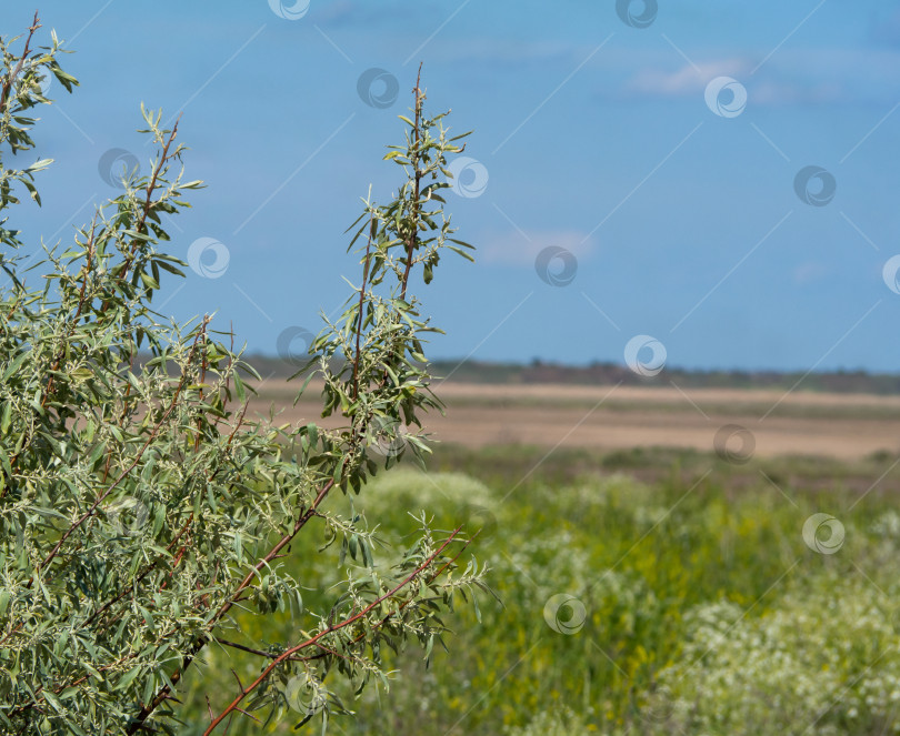 Скачать Обои для рабочего стола Silverberry Elaeagnus commutata, ветви с маленькими серебристыми плодами на фоне голубого неба, красивое растение. Американская серебристая ягода, или волчья ива (Elaeagnus commutata) фотосток Ozero