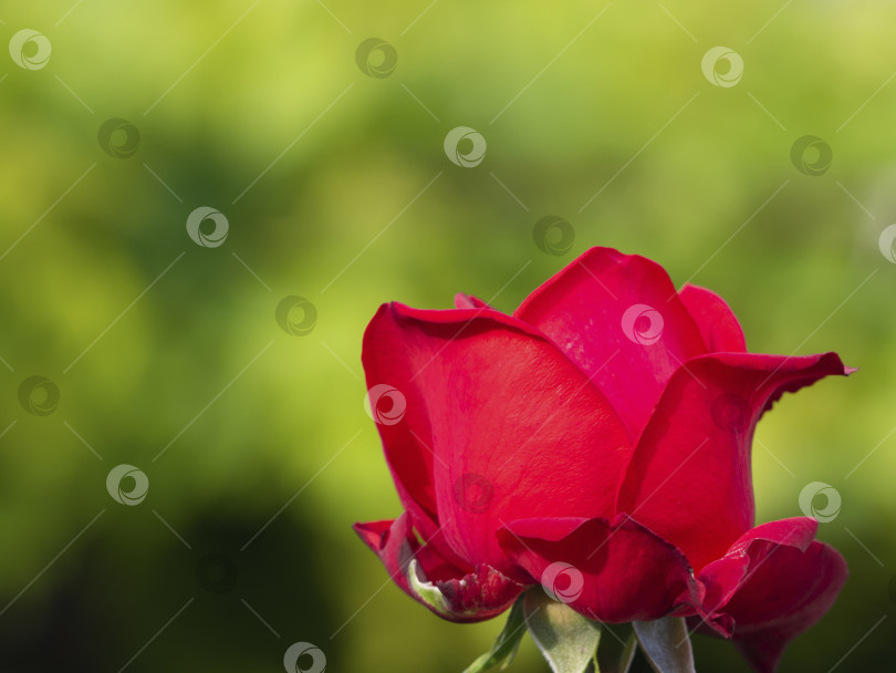 Скачать Красивая красная роза в саду в солнечный день на зеленом размытом фоне. Идеально подходит для оформления поздравительных открыток на день рождения, День Святого Валентина и День матери фотосток Ozero