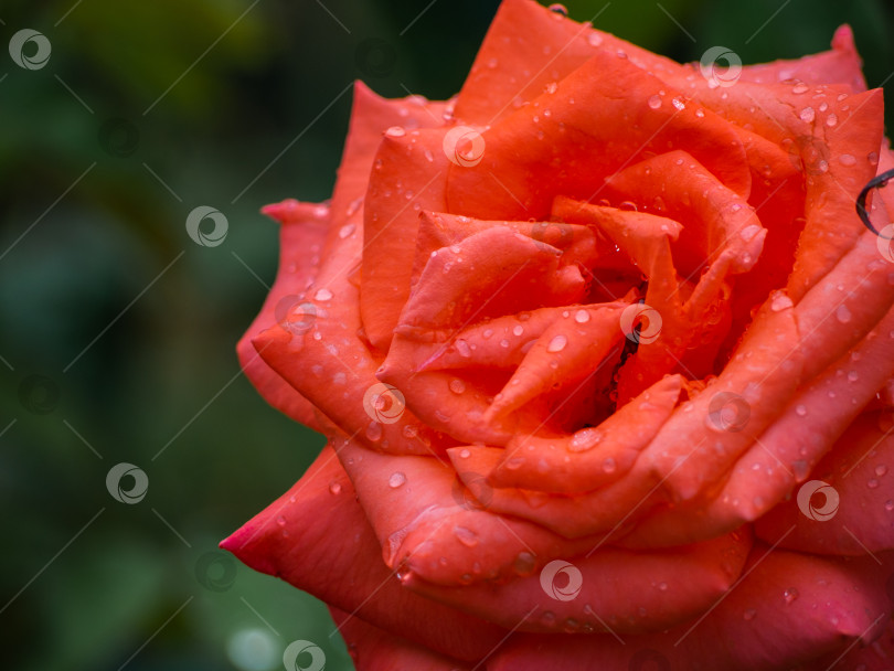 Скачать Крупный план бутона красной розы с каплями дождя на лепестках. фотосток Ozero