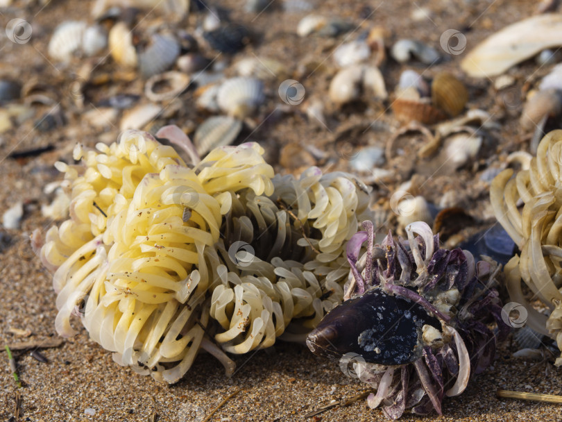 Скачать Ярко-желтые и фиолетовые водоросли, растущие на ракушках, выброшенных на песчаный пляж моря. Несфокусированный фон из ракушек фотосток Ozero