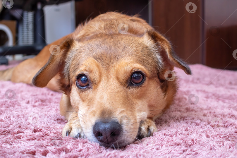 Скачать Симпатичная рыжая собачка, лежащая на ковре, портрет крупным планом фотосток Ozero
