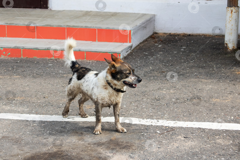 Скачать Грязно-белая собака стоит на тротуаре фотосток Ozero