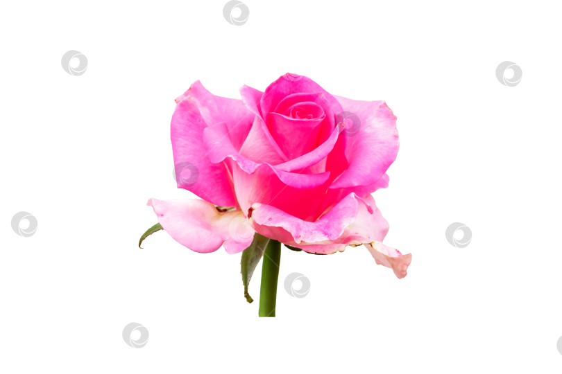 Скачать Розовый цветок розы, изолированный на белом фоне фотосток Ozero