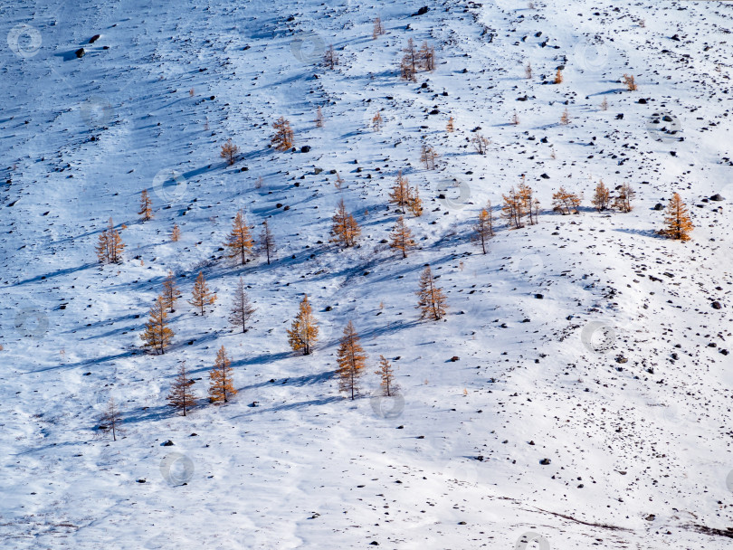 Скачать Заснеженный склон с редкими золотистыми лиственницами, долгий взгляд, начало зимы. Естественный снежный горный минималистичный пейзаж. фотосток Ozero