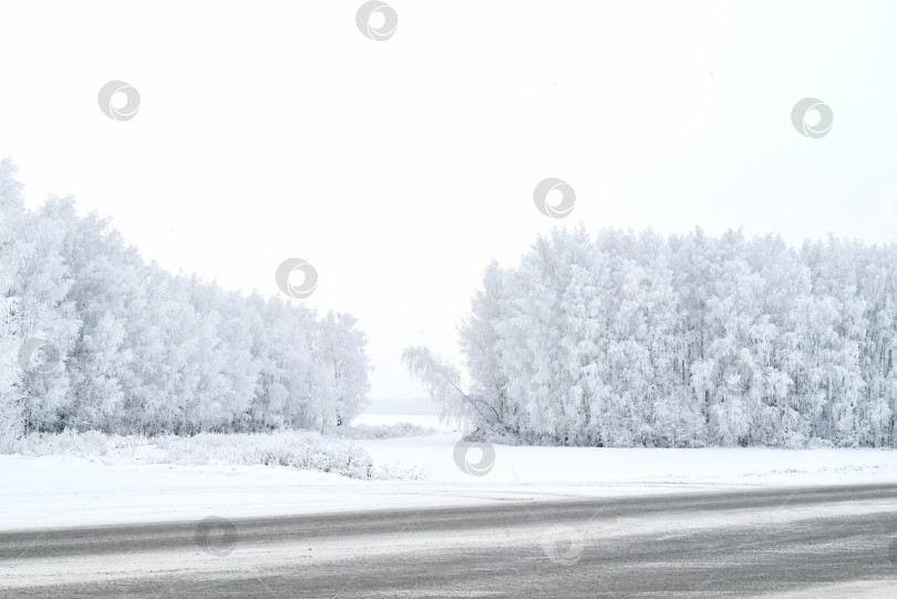 Скачать Туманный зимний пейзаж.. Деревья, покрытые снегом. фотосток Ozero