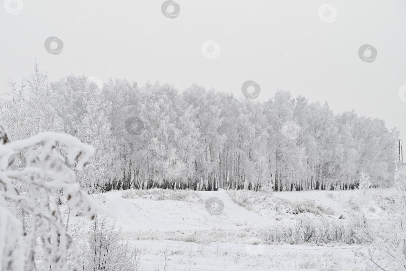 Скачать Заснеженная дорога в зимнем лесу. фотосток Ozero