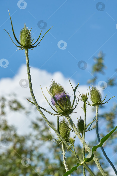 Скачать Тизель (лат. Dipsacus) цветет в саду. фотосток Ozero