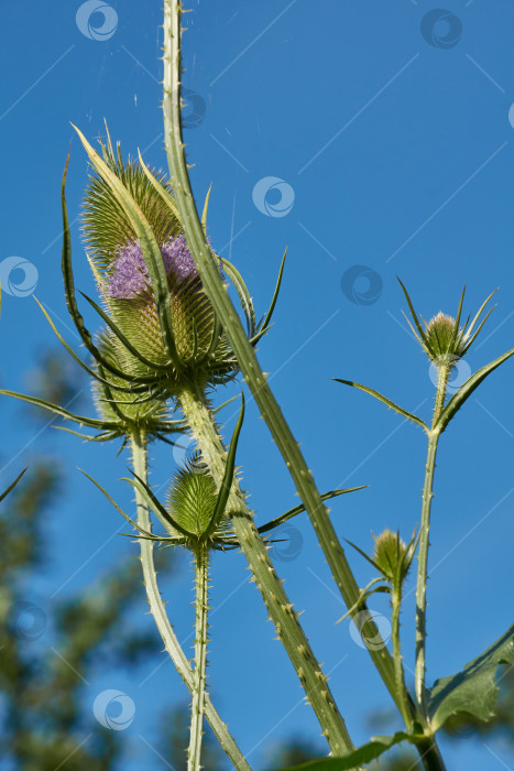 Скачать Тизель (лат. Dipsacus) цветет в саду. фотосток Ozero