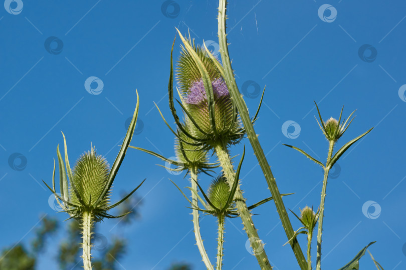 Скачать Тизель (лат. Dipsacus) цветет в саду. фотосток Ozero