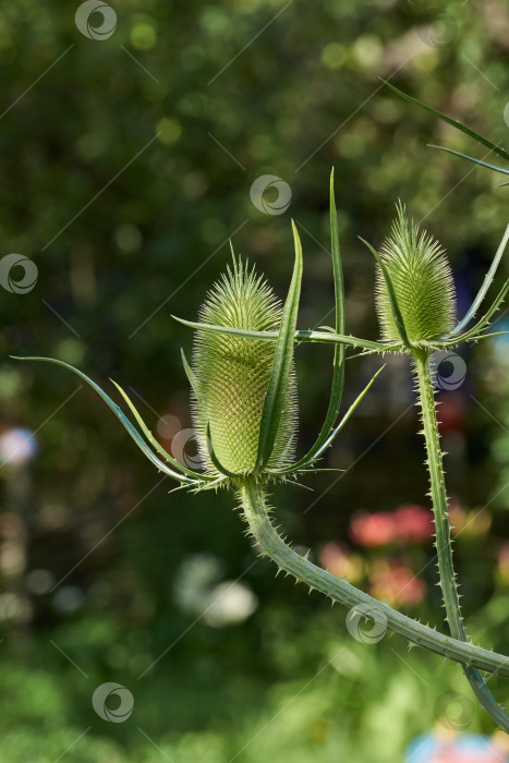 Скачать Тизель (лат. Dipsacus) цветет в саду. фотосток Ozero