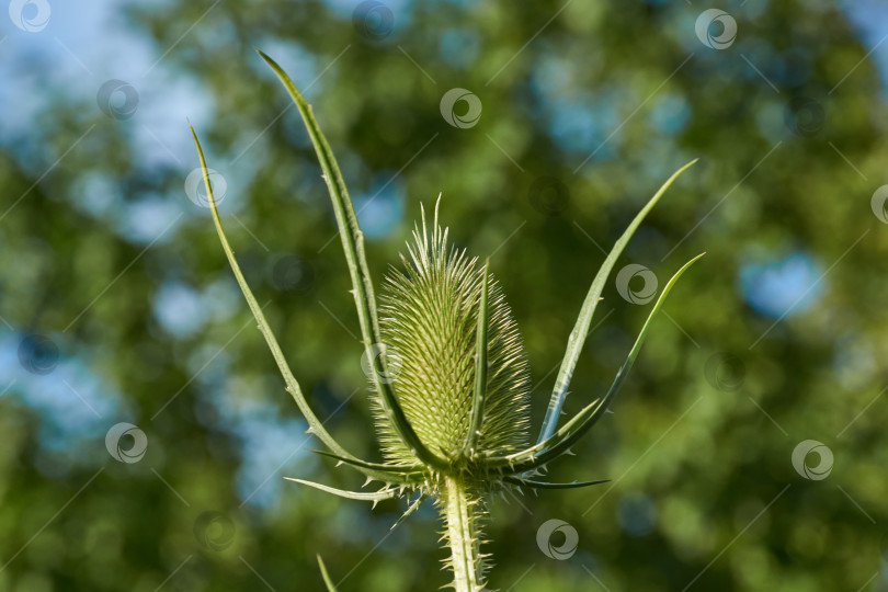 Скачать Тизель (лат. Dipsacus) цветет в саду. фотосток Ozero