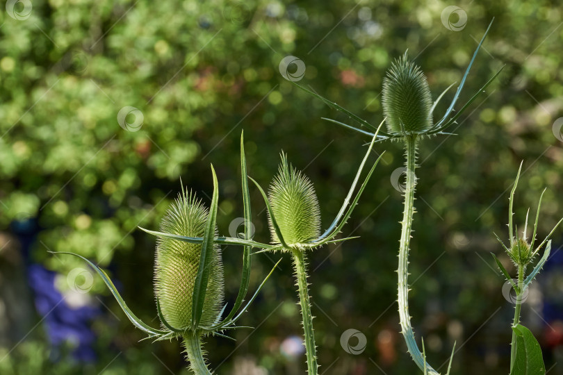 Скачать Тизель (лат. Dipsacus) цветет в саду. фотосток Ozero