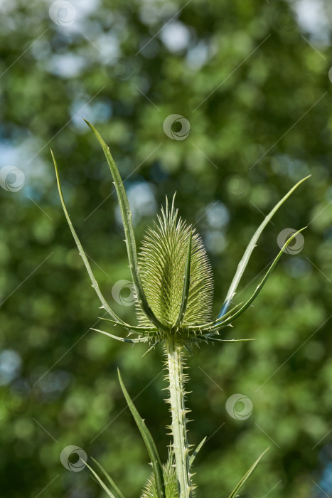 Скачать Тизель (лат. Dipsacus) цветет в саду. фотосток Ozero