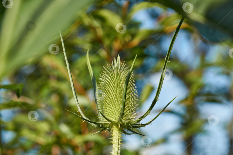 Скачать Тизель (лат. Dipsacus) цветет в саду. фотосток Ozero