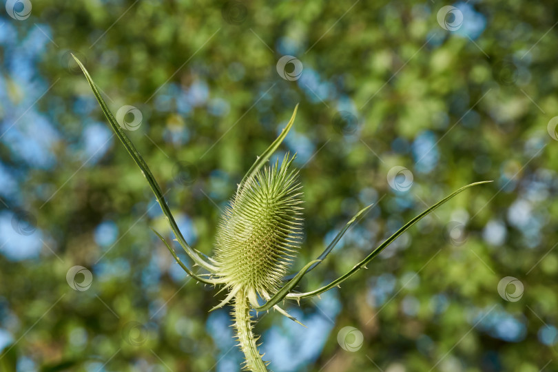 Скачать Тизель (лат. Dipsacus) цветет в саду. фотосток Ozero