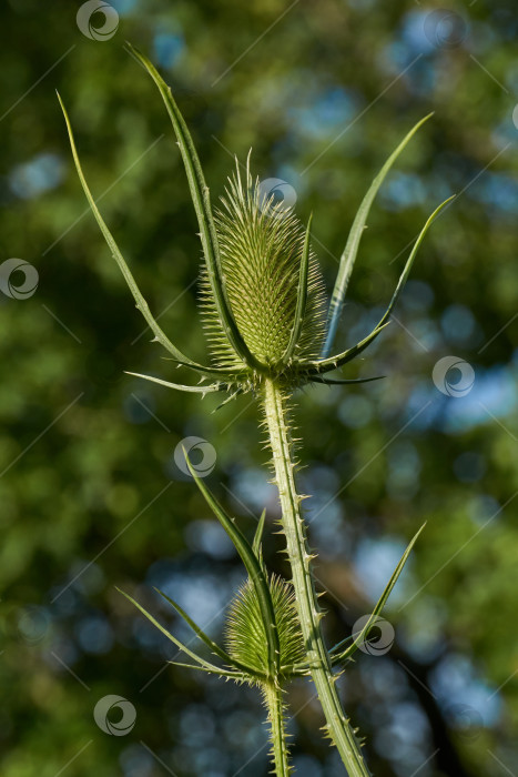 Скачать Тизель (лат. Dipsacus) цветет в саду. фотосток Ozero