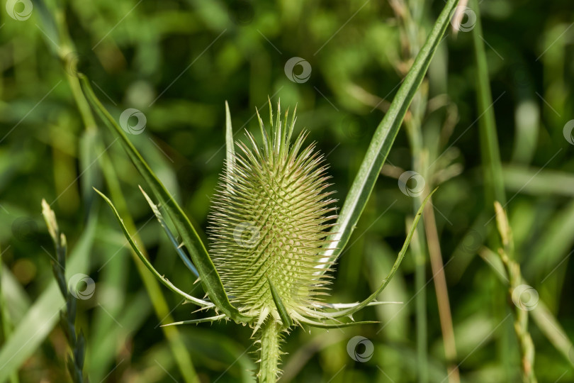 Скачать Тизель (лат. Dipsacus) цветет в саду. фотосток Ozero