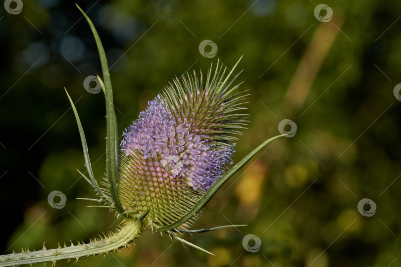 Скачать Тизель (лат. Dipsacus) цветет в саду. фотосток Ozero