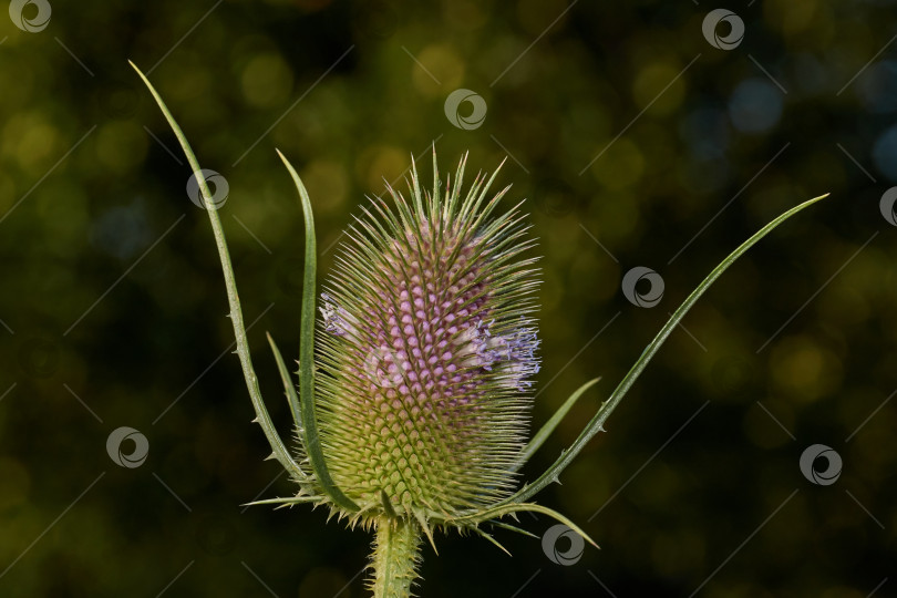 Скачать Тизель (лат. Dipsacus) цветет в саду. фотосток Ozero