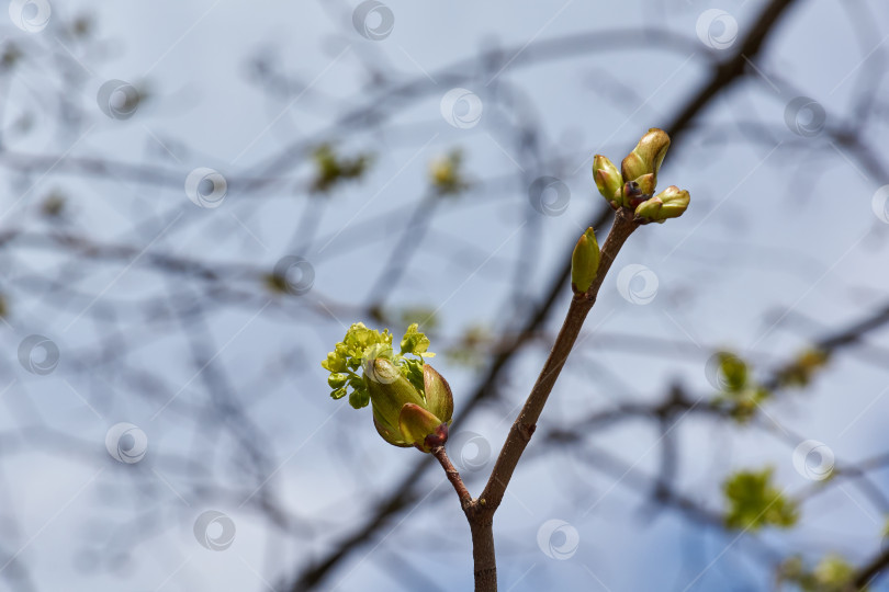 Скачать Цветет клен остролистный, или платановидный клен (лат. Acer platanoides), распускаются соцветия. фотосток Ozero