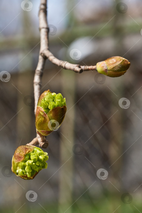 Скачать Цветет клен остролистный, или платановидный клен (лат. Acer platanoides), распускаются соцветия. фотосток Ozero