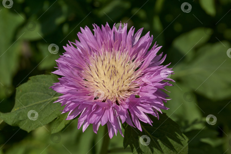 Скачать Луговой василек (лат. Centaurea jacea) цветет в саду. фотосток Ozero