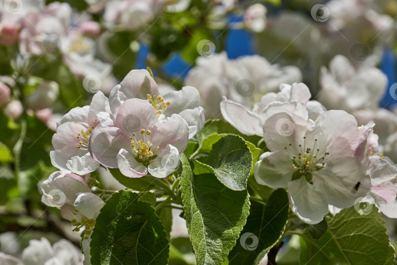 Скачать Цветы яблони на фоне голубого неба. фотосток Ozero