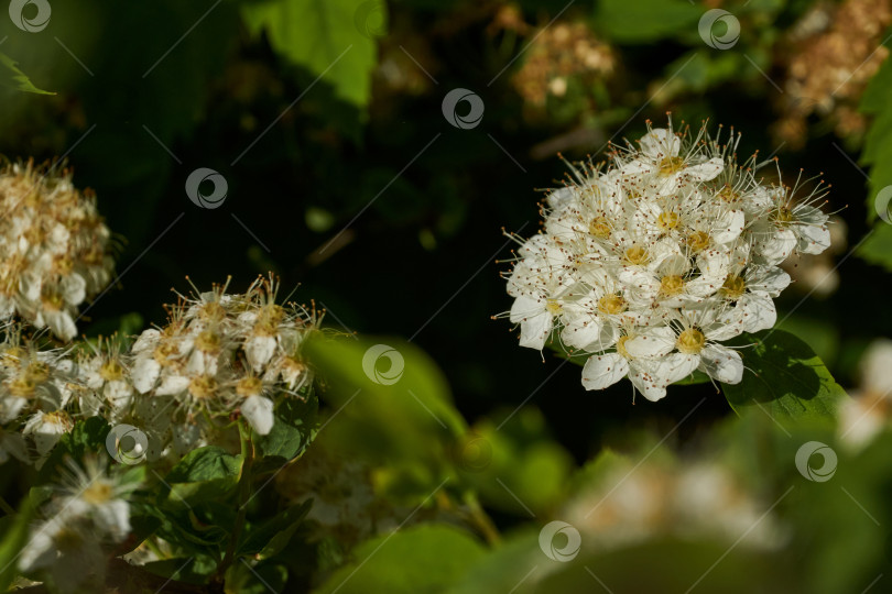 Скачать Соцветия на кусте спиреи. фотосток Ozero