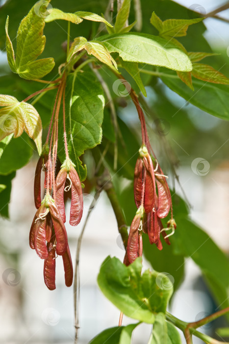 Скачать Клен ясенелистный, или американский клен (лат. Acer negundo). Плод американского клена - крылатка. фотосток Ozero