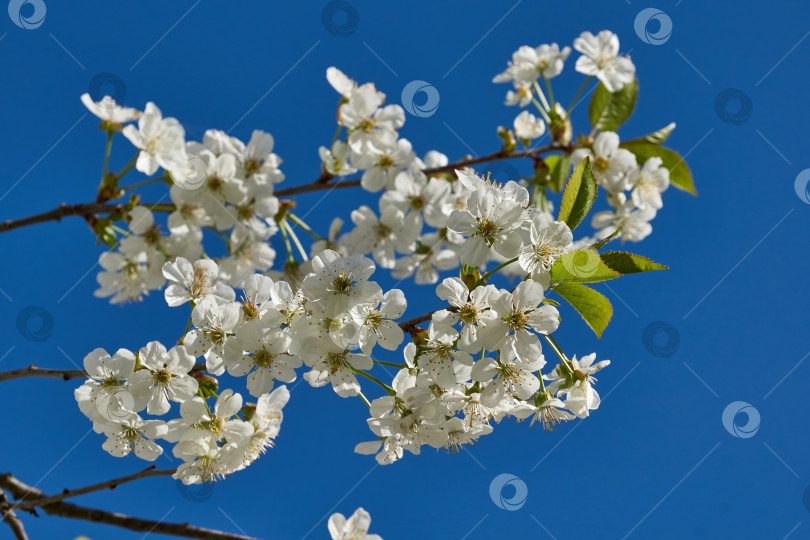 Скачать Вишневые цветы на фоне голубого неба. фотосток Ozero
