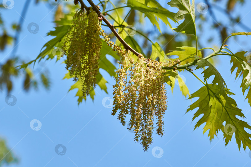 Скачать Красный дуб (лат. Quercus rubra) цветет, распускаются соцветия. Красный дуб (лат. Quercus rubra) - дерево, вид рода Дуб семейства буковые (Fagaceae). фотосток Ozero