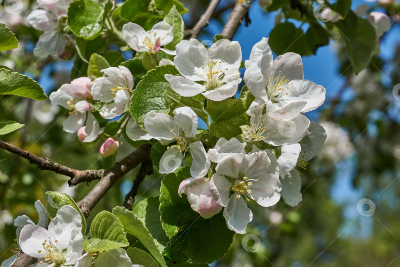 Скачать Цветы яблони на фоне голубого неба. фотосток Ozero
