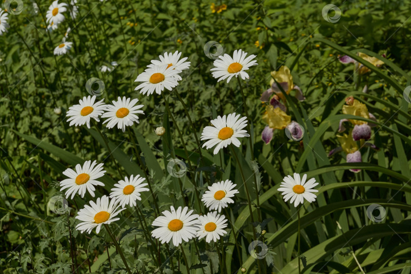 Скачать Лейкантема цветет на лужайке в саду. фотосток Ozero