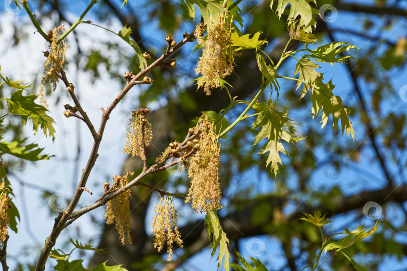 Скачать Красный дуб (лат. Quercus rubra) цветет, распускаются соцветия. Красный дуб (лат. Quercus rubra) - дерево, вид рода Дуб семейства буковые (Fagaceae). фотосток Ozero