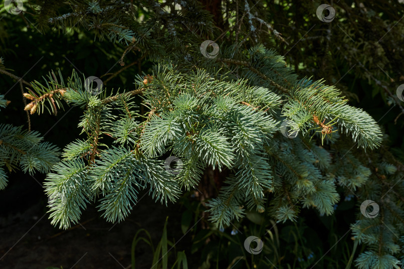 Скачать Молодые побеги голубой ели. фотосток Ozero