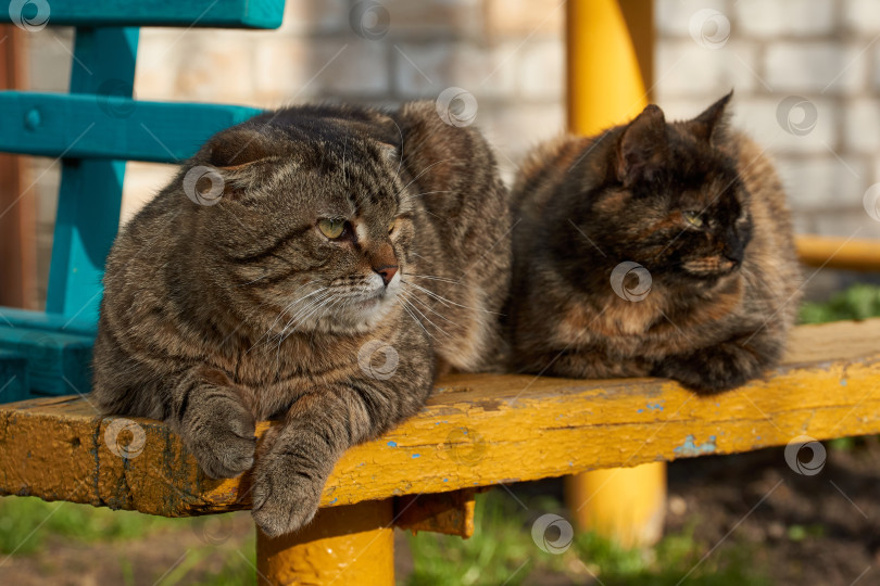 Скачать Домашние кошки лежат на скамейке во дворе дома и греются в лучах вечернего солнца фотосток Ozero