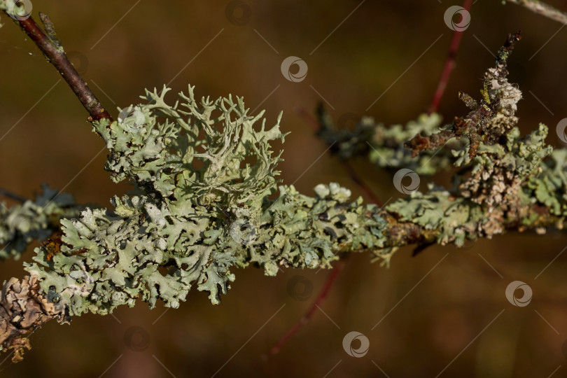 Скачать Пармелия бороздчатая (лат. Parmelia sulcata) - вид лишайников рода Parmelee фотосток Ozero