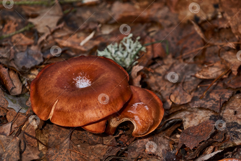 Скачать В первые теплые дни ноября маленькие грибы (лат. Lactarius volemus) успели вырасти до заморозков фотосток Ozero