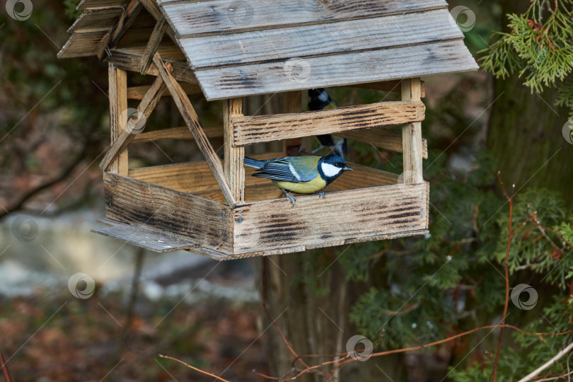 Скачать Большая синица (лат. Parus major) полетел к кормушке для птиц за семенами. фотосток Ozero