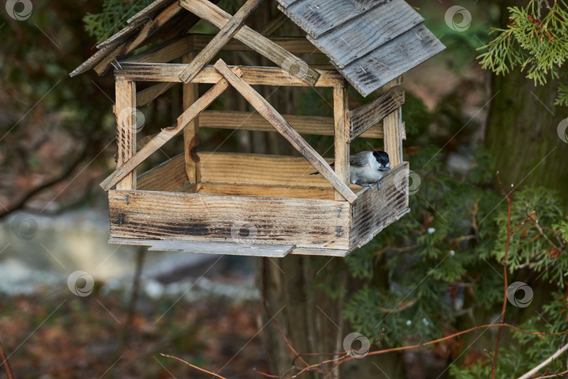 Скачать Птица синица (лат. Poecile palustris или Parus palustris) полетел к кормушке для птиц за семенами. фотосток Ozero