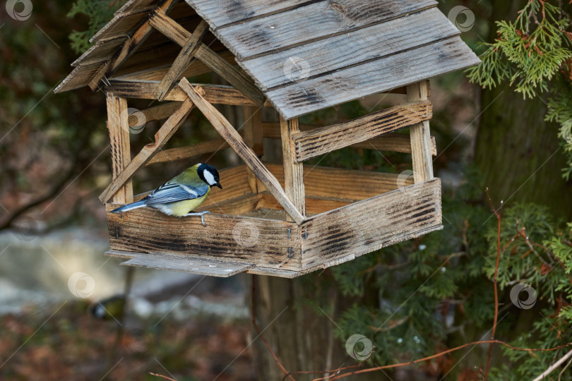 Скачать Большая синица (лат. Parus major) полетел к кормушке для птиц за семенами. фотосток Ozero