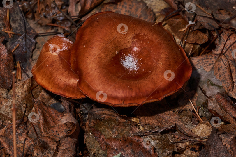 Скачать В первые теплые дни ноября маленькие грибы (лат. Lactarius volemus) успели вырасти до заморозков фотосток Ozero