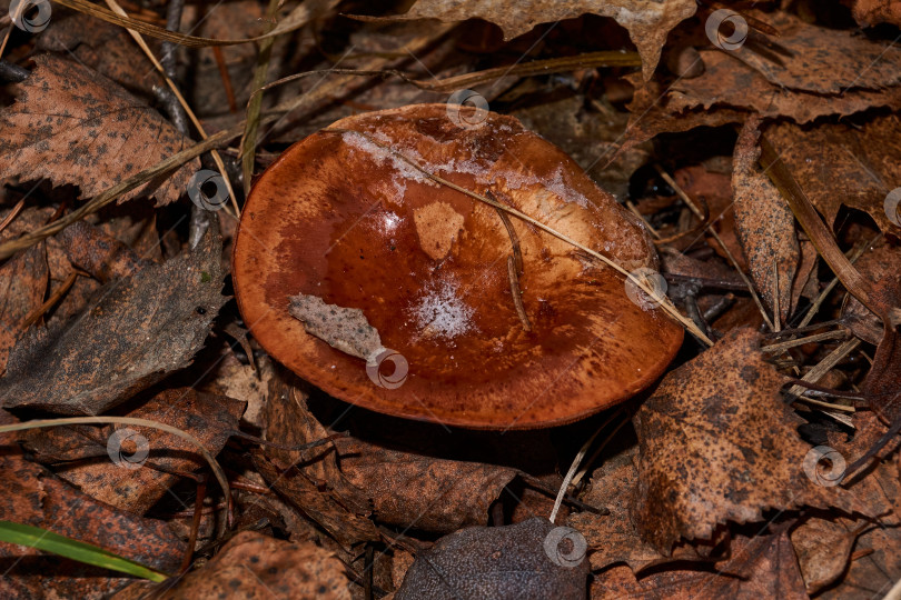 Скачать В первые теплые дни ноября маленькие грибы (лат. Lactarius volemus) успели вырасти до заморозков фотосток Ozero