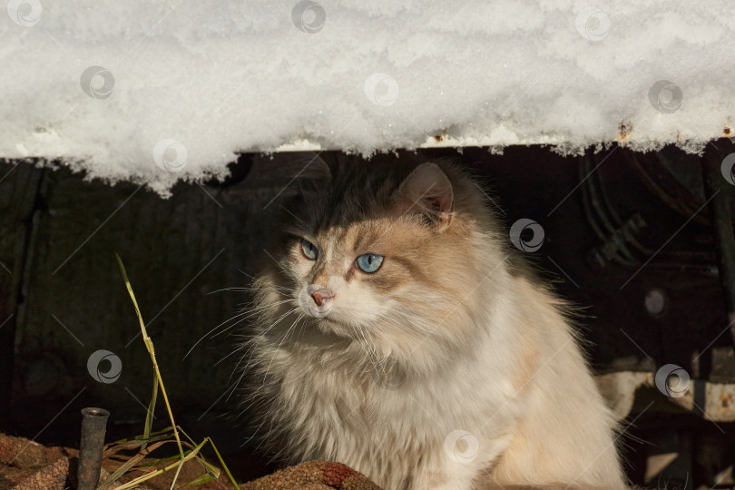 Скачать Кот сидит в разбитой машине и греется в лучах декабрьского солнца. фотосток Ozero