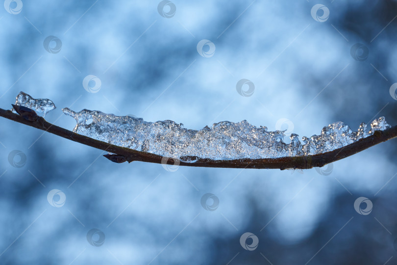 Скачать Зимнее волшебство. Кусочек льда на ветке превращается в сверкающий бриллиант. фотосток Ozero