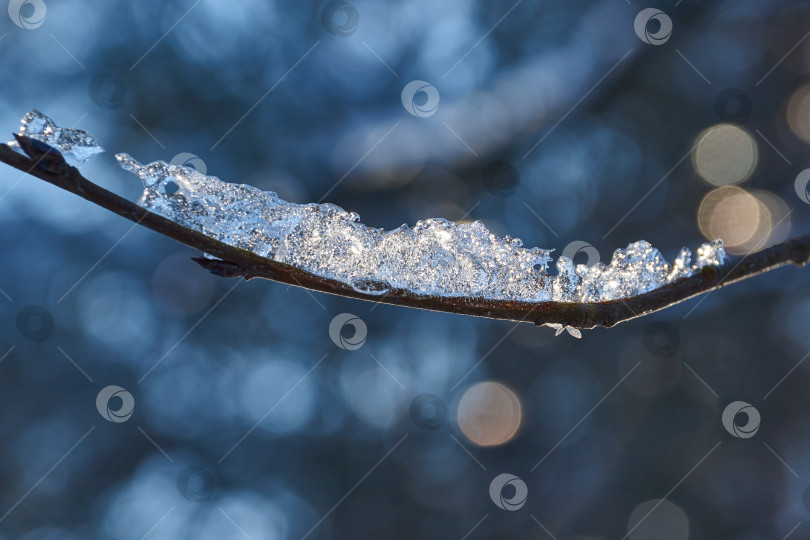 Скачать Зимнее волшебство. Кусочек льда на ветке превращается в сверкающий бриллиант. фотосток Ozero