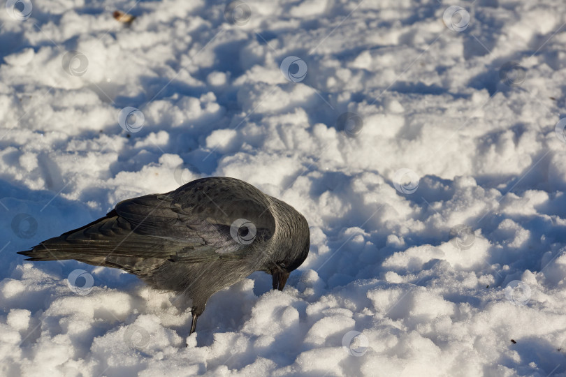 Скачать Выпал снег, и птицам стало труднее находить пищу. фотосток Ozero