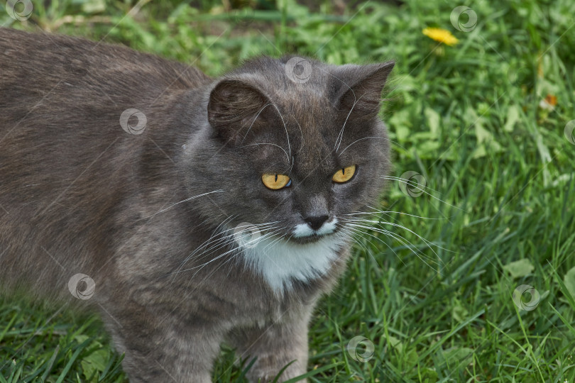 Скачать Кошка гуляет во дворе дома. фотосток Ozero